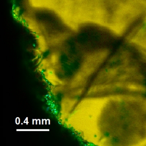   Studying minerals and crystals