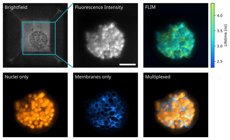 light-sheet FLIM used for simultaneous multiplexing